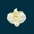 Artificial white orchid flower head with yellow center and bead for DIY crafts - Phalaenopsis Flower Head - Small / 9.5CM / Champagne