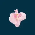 Pale pink artificial orchid flower head with central pearl detail for DIY crafts - Phalaenopsis Flower Head - Small / 9.5CM / Pink