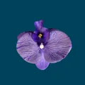 Artificial purple phalaenopsis orchid flower head with realistic vein textures for DIY decor - Phalaenopsis Flower Head - Small / 9.5CM / Deep purple