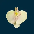 Artificial orchid flower head in cream yellow with pink center for DIY wedding decor - Phalaenopsis Flower Head - Small / 9.5CM / Light Yellow