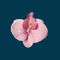 Artificial pink orchid flower head with deep rose veins and yellow core for DIY crafts - Phalaenopsis Flower Head - Small / 9.5CM / Fuschia