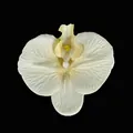 Artificial orchid flower head in cream white with yellow center on black background - Simulation Butterfly Orchid Head / Large (11.5cm) / Champagne
