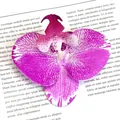 Artificial orchid flower head in fuchsia leopard print for DIY wedding decor - Simulation Phalaenopsis Flower Head (Small) / 9.5CM / Flower Purple