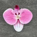 Pink and white gradient artificial orchid flower head for wedding DIY crafts - 3D Artificial Phalaenopsis Flower Head / Small (9.5cm) / Deep Pink