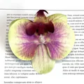 Yellow and purple gradient silk phalaenopsis orchid flower head for DIY wedding decor - Simulation Phalaenopsis Flower Head (Small) / 9.5CM / Green