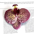 Artificial phalaenopsis orchid flower head in purple and yellow on vintage book page - Simulation Phalaenopsis Flower Head (Small) / 9.5CM / Spotted Stone