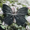 Realistic black and white butterfly ornament with fine silk texture for hair accessories - Simulation Butterfly (Large 13) / 11cm / Black With White Pattern