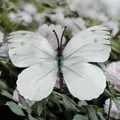 Lifelike white double-layered butterfly with black spots for DIY floral crafts - Simulation Butterfly (Large 16) / 11cm / White with Black Spots