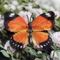 Vibrant orange artificial butterfly orchid flower head with detailed black wing patterns - Simulation Butterfly (#23) / 11cm / Orange