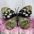 Artificial orchid butterfly with black white yellow and green dotted wings decoration - Simulation Butterfly (#24) / 11cm / Polka Dot Mixed Colors