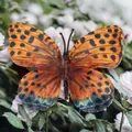 Realistic orange butterfly artificial orchid with black spots and blue-green details - Simulation Butterfly (#20) / 9cm / Orange Red