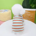 Close-up of a bichon dog wearing a blue striped knit pet shirt with a cute brand label - S / Coffee Blue