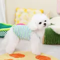 Gros plan d'un petit chien blanc portant un gilet en maille rayé vert clair à volants - S / Style Rayé Vert et Violet / Vert