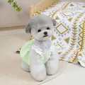 Detail von hellgrünem Haustierkleid mit weißem Spitzenkragen an einem kleinen Hund zu Hause - S / Grün