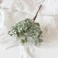 Close-up of frosted gray-green eucalyptus leaves with realistic natural texture detail - Frost Green