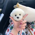 Cute white plush Bichon puppy keychain with golden metal clasp for bags - Off White