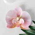 Testa di orchidea phalaenopsis artificiale con sfumature rosa e bianche e dettagli realistici - Pellicola di Boemia Rosa Acqua