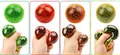 Colorful TPR maltose squishy toys in green, red, orange and yellow with net texture - One 6cm Frog-shaped Soft Foam Bead Ball (buy 12 And Get A Free Color Box)