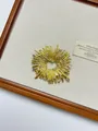Irregular golden brooch with lava texture and crystals for elegant suits and sweaters - 65 Gold Rhinestone Firework Shape (XZ0142) / Gold