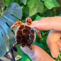 Mini amber resin hair clip in a realistic turtle shape with polished finish - Turtle Style 5