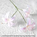 Golden Lily Pink
