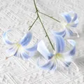 Golden Lily Blue