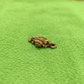 Macro detail of retro bronze three-legged toad keychain with embossed textures - Three-Legged Money Toad