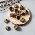 Natural dried acorn caps on wood tray for DIY crafts and rustic floral decoration - Acorn Hat