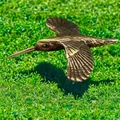 Dettaglio di scultura di colibrì in ottone con ali spiegate e finitura metallica fine - Stile Colibrì