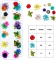 Set of 12 vibrant colors 3D dried flowers for nail art in a clear plastic storage container - Daisy With Leaves And Gypsophila Style