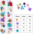 Assorted 12 colors of 3D dried flowers for nail art in a clear long storage box - Large Dried Flower With Gypsophila And Hydrangea Style