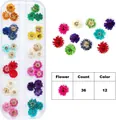 Set of 36 vibrant 3D dried flowers for nail art with 12-slot clear organizer box - Daisy Flower Style