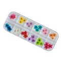 Professional 12-color 3D dried flowers for nail art in clear 12-slot plastic container - Five-petal Flower Style