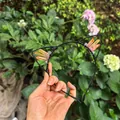 Exquisite handmade cat ear headband decorated with orange gradient raw crystal points - No.9 Orange-Yellow Gradient