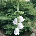 Handmade white lily of the valley crocheted car hanging charm for rearview mirror - White Lily Of The Valley (4 Flowers)