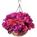 Vibrant artificial bougainvillea in a hanging coconut liner basket for garden decor. - Rose Red and Purple Bougainvillea Style