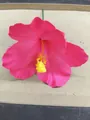 Handmade vibrant pink fabric hibiscus flower hair fork accessory for elegant women hairstyles - Six-Petal Flower Hair Stick / Pink