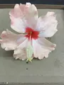 Realistic pink fabric hibiscus flower hairpin for elegant forest style hair styling - Five-Petal Flower Hair Stick / Light Pink