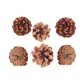 Set di sei mini pigne naturali per il fai da te natalizio e decorazioni per la casa - Pino Cinese Naturale-5-6cm