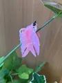 Rosa 2
