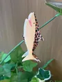 Creative shark hair claw clip in leopard print and cream for animal series - Leopard Print Patchwork Style / Dark Shark