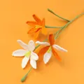 Handmade crochet lily flowers in orange and white colors with realistic knit texture - Finished Rain Lily Branches - Orange