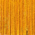 Vista detallada de densas guirnaldas de cempasúchil naranja para decoración festiva - Naranja