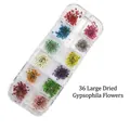 36 flores de encaje secas de colores para maquillaje en una caja de 12 rejillas - Estilo de Flor Seca Grande (Caja 13CM) / Paquete de 36 Piezas