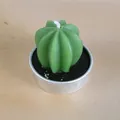Bougie succulente cactus verte réaliste dans un socle en étain argenté - Style Cactus Sphérique (4)