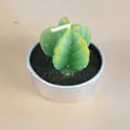 Bougie succulente cactus verte réaliste dans un récipient en métal argenté pour déco - Cactus aux Détails Jaunes (25)