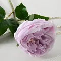 Elegante lilafarbene künstliche Pfingstrose im Monet-Stil für die Hochzeitsdeko - Austin Rose Helllila
