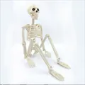Vue détaillée d'un squelette humain articulé avec joints réglables pour Halloween - Squelette De Crâne De 90 Cm (sac Op Unique)