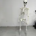 Modèle de squelette humain à articulations réglables pour décoration d'Halloween - Squelette De Crâne De 165 Cm (boîte Extérieure Simple À Cinq Couches)