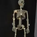Decorazione di Halloween scheletro con luci a LED bianco caldo - 40CM (Sacchetto OP Singolo) / Scheletro del Cranio con Stringa di Luci
